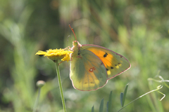 Colias aurorina