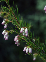 Erica subulata