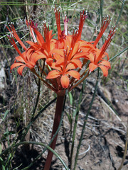 Brunsvigia marginata