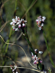 Erica articularis