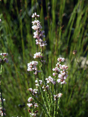 Erica articularis