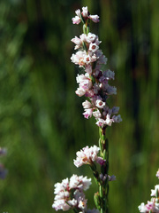 Erica articularis