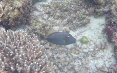 Cantherhines dumerilii