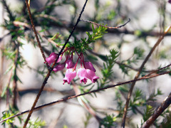 Erica lateralis