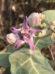 Calotropis gigantea