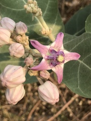 Calotropis gigantea