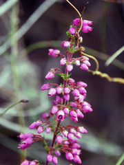 Erica gracilis