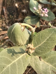 Calotropis gigantea