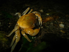 Geothelphusa bicolor