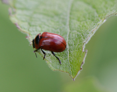 Gonioctena viminalis