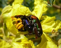 Leucocelis