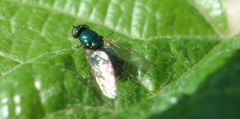 Microchrysa polita