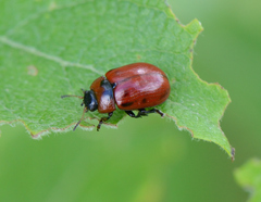 Gonioctena viminalis
