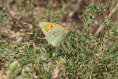 Colias aurorina