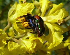 Leucocelis
