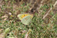 Colias aurorina