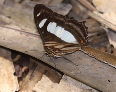 Metamorpha elissa