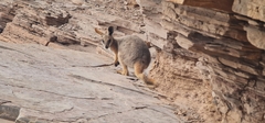 Petrogale xanthopus