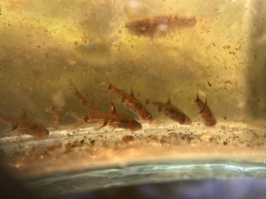 Dwarf Rasbora