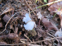 Collinsonia japonica