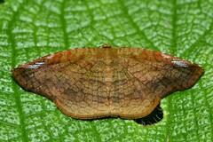 Thyrididae