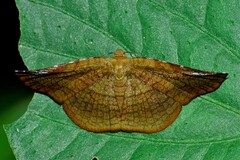 Thyrididae