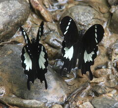 Papilio nephelus
