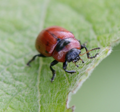Gonioctena viminalis