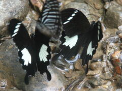 Papilio nephelus