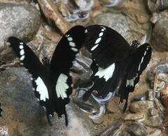 Papilio nephelus
