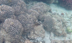 Ostorhinchus norfolcensis