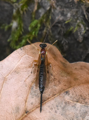 Zaglyptus multicolor