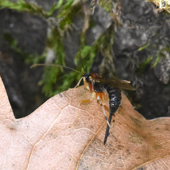 Zaglyptus multicolor