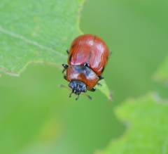 Gonioctena viminalis