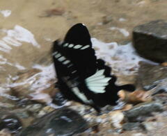 Papilio nephelus