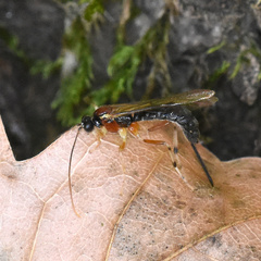 Zaglyptus multicolor