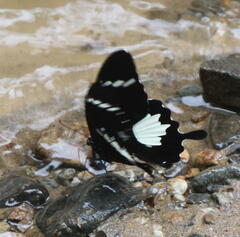 Papilio nephelus