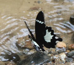 Papilio nephelus