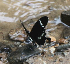 Papilio nephelus