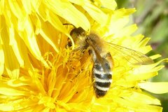 Andrena gravida