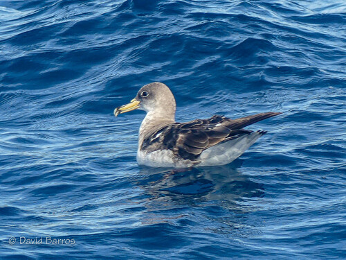 Scopoli's Shearwater, photo 7 of 8