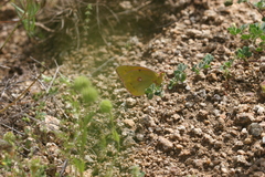 Colias aurorina