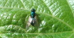 Microchrysa polita