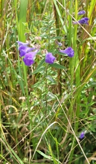 Scutellaria galericulata