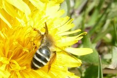 Andrena gravida