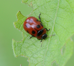 Gonioctena viminalis