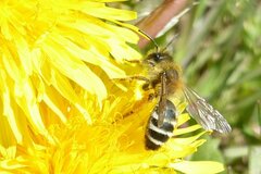Andrena gravida