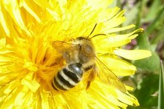 Andrena gravida