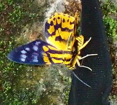 Dysphania subrepleta