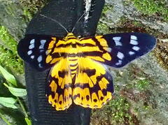 Dysphania subrepleta